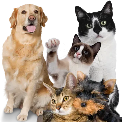Perro y gato saludables con alimentación natural