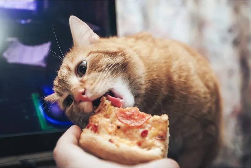 Gato comiendo pizza (alimento no recomendado)