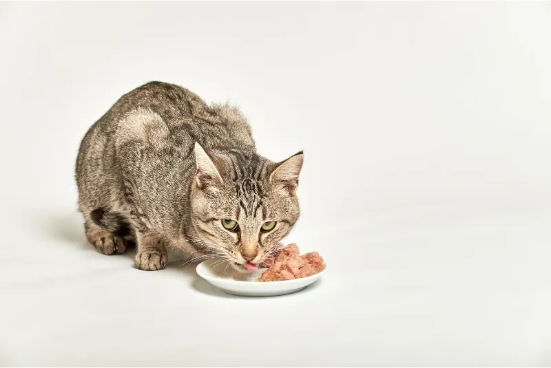 Gato alimentándose saludablemente