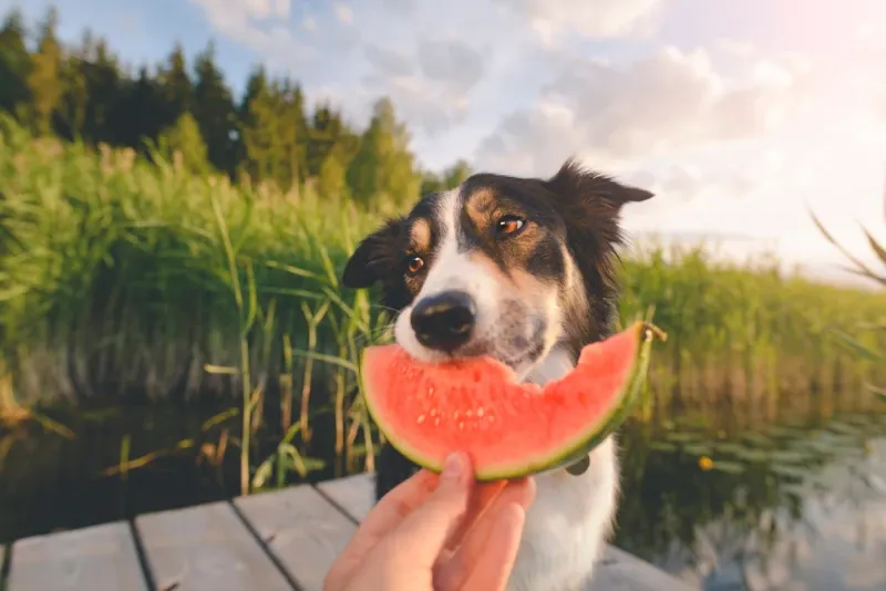 Perro comiendo sandía fresca