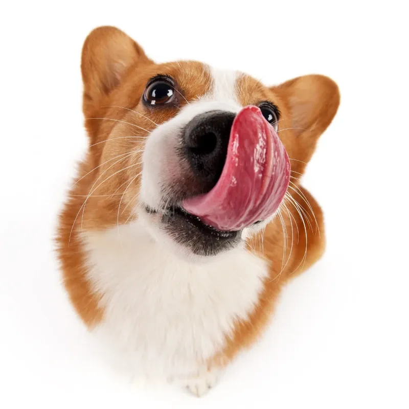 Perro comiendo alimento natural